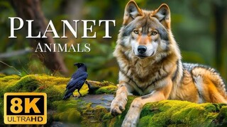 The deadliest animal assassins in the jungle  Animal Hindi documentary