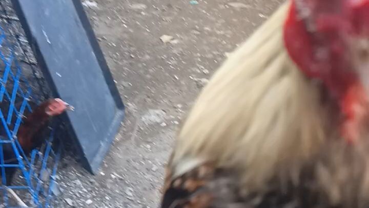 BANTAMXBANTAM MICRO