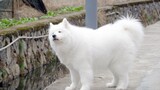 [Animals]Cute moments of Samoyed playing in the countryside 
