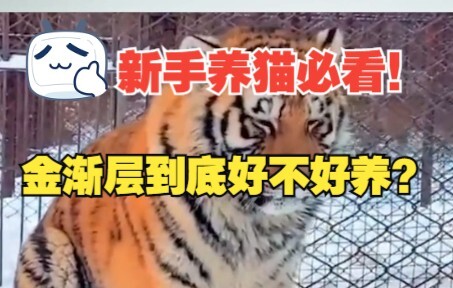 คนที่เลี้ยงแมวสายพันธุ์จินเจียนเฉิงได้ล้วนเป็นครอบครัวร่ำรวย