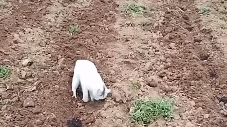 แมวแมว วันนี้ฉันยังมีที่ดินสองหมู่ที่ต้องหว่านเมล็ดอีกนะ!