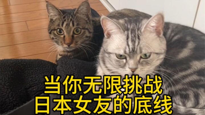 These two cats’ expressions are hilarious!