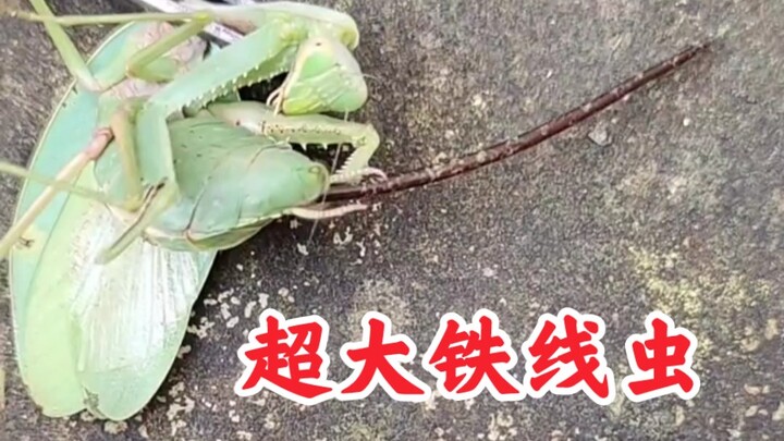 【Hairworm】A mantis expels a gigantic hairworm!