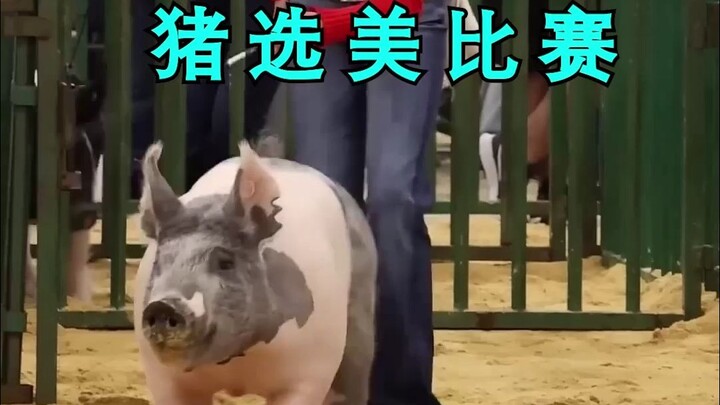 ยังมีการประกวดนางงามหมูอีกนะ!