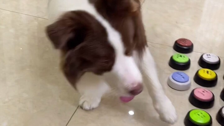 Fish: So thoughtful, Xiao! Did I even ask you to hang out with me~?