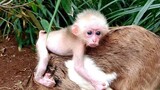 Baby monkey 👍🤣