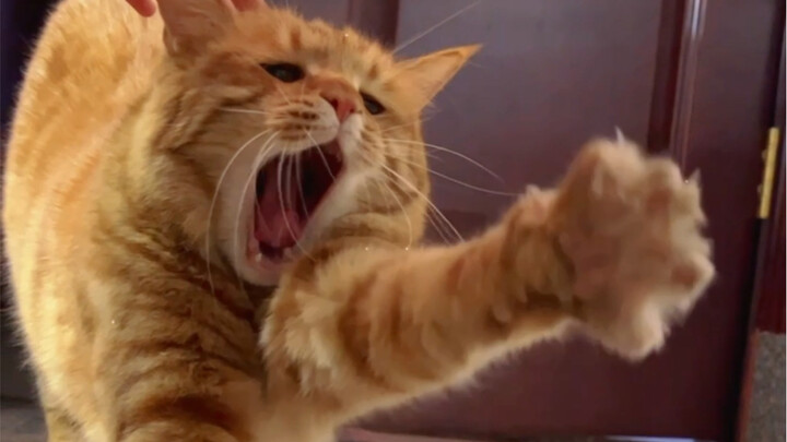 No one will accompany you to the bathroom in the middle of the night, but your kitten will! Even tho