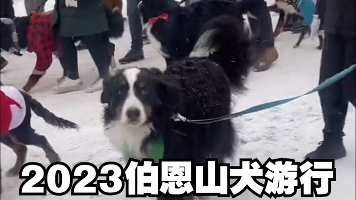 Selamat datang di Parade Anjing Bernese tahun ini!!