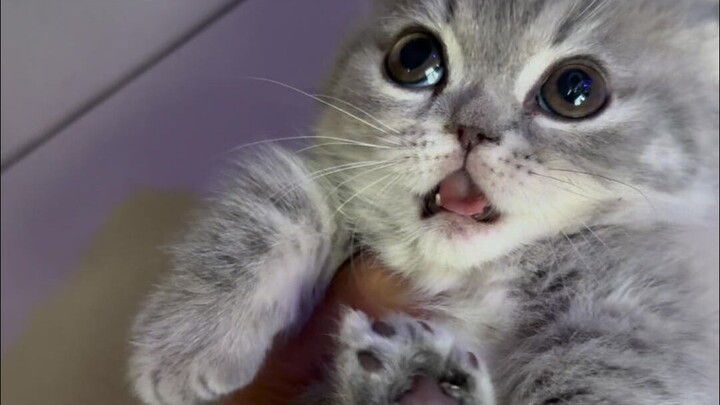 Cute but fierce kitten—check out that defiant attitude!