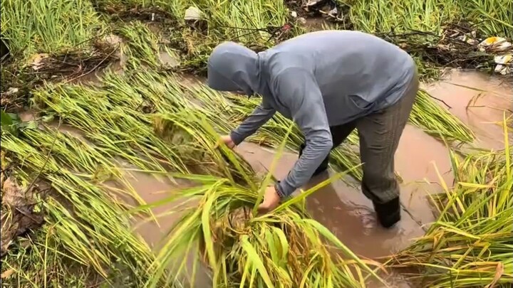 The rice paddies in Guangxi after the flood are really in a terrible state.