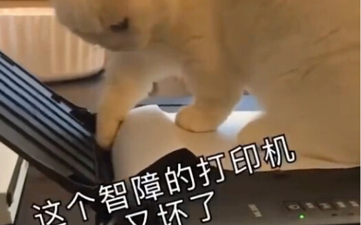 Cat: This house just can’t function without me, you know!