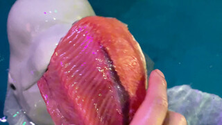 As long as there are fish, Xiao Hei won't get mad no matter how much we tease him 😂