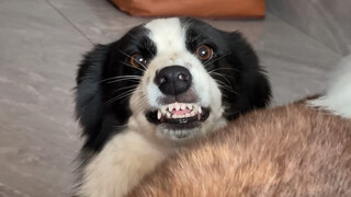 Tak ada satu pun anjing di rumahku yang harus lepas, aku pemiliknya yang baik!