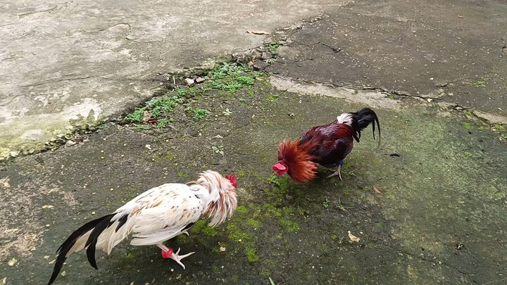 McLean Hatch VS Leiper Grey x White Kelso(JRP White)