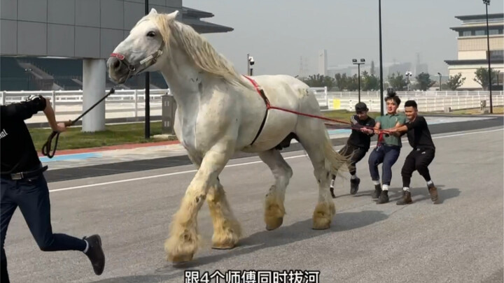 Các giống ngựa nổi tiếng trên thế giới