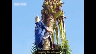 ông chú người Việt Nam trèo cây còn nhanh hơn cả khỉ | review phim