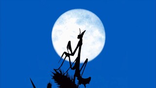 Iranon - Dragonflies