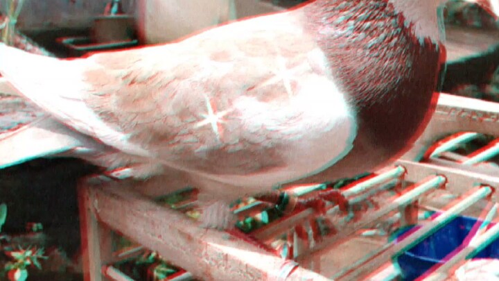 burung merpati
