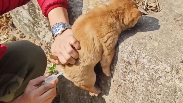 "Anjing yang dimaksud sangat meminta agar video tersebut dihapus"