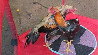 My 5months old Bulik first Dance Practice.