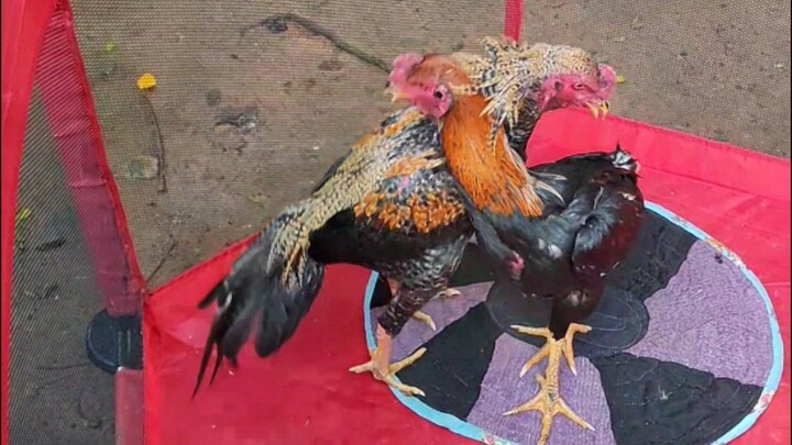 My 5months old Bulik first Dance Practice.