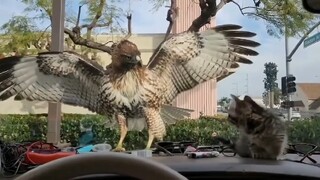 النسر لا يعود خالي الوفاض، القط: مزاح