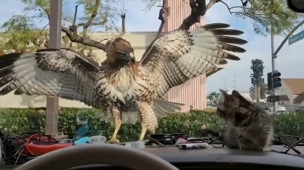 The eagle never leaves empty-handed. Cat: Just kidding.