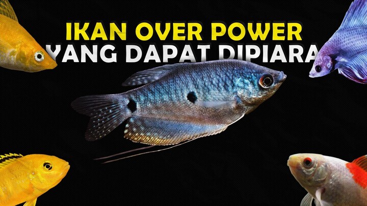 DIJAMIN AWET SAMPEK BOSEN INILAH JENIS IKAN DENGAN DAYA TAHAN TERBAIK UNTUK DIPELIHARA