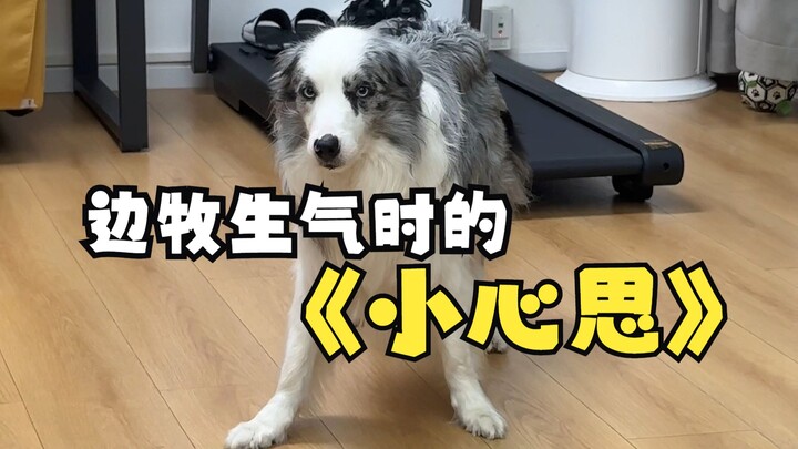 The Border Collie’s Little Thoughts When Angry~