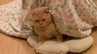 Thật đáng sợ! Một con quái vật ăn mèo con đã đột nhập vào nhà tôi!