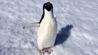 Pertemuan pertama dengan penguin kutub, "Halo, teman kecil!"