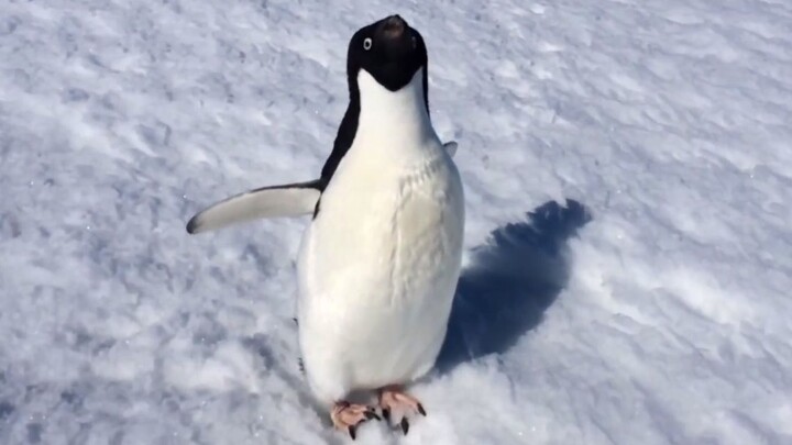 与极地企鹅的首次碰面，“你好，小家伙”！