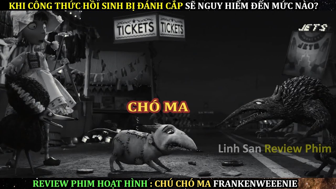 Chó mèo bị lòi dom trĩ nội trĩ ngoại phải làm sao 