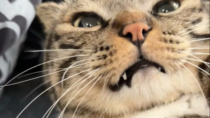 ที่จริงแล้วชื่อของฉู่juanbao ไม่ได้เป็น ‘ฉู่juanbao’ เลย