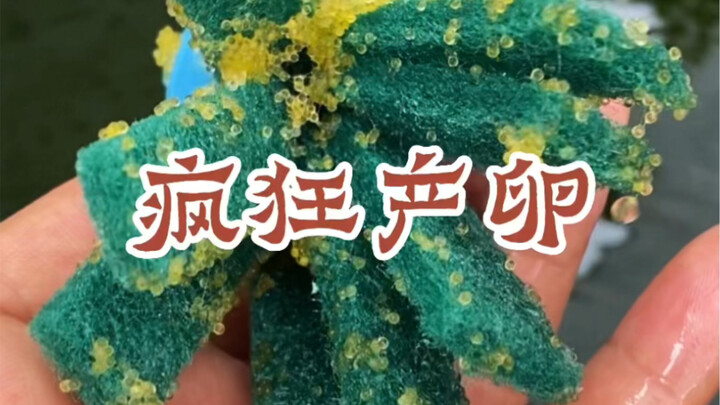 Japanese rice fish spawn frantically in summer