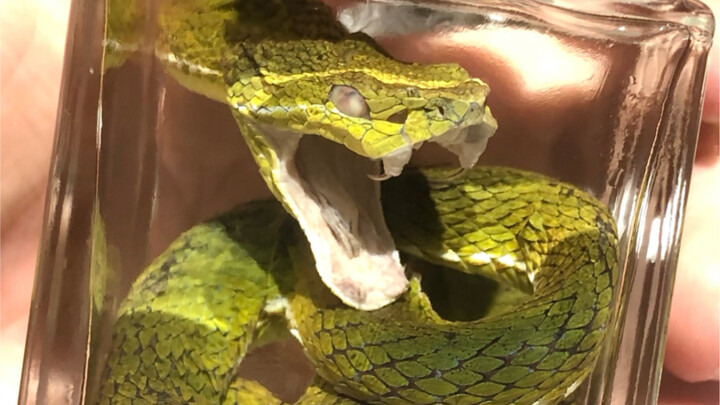 كائن حي قد تعرفه لكنك لم تره عن قرب من قبل: أفعى البامبو الخضراء