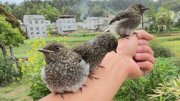 我是小肥啾，不是白眼狼！！！