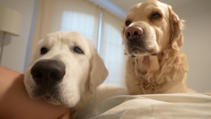 What bad intentions could a little golden retriever possibly have? It just wants to wake you up.