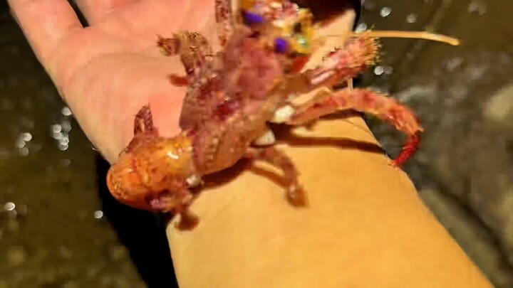 好可爱的小螃蟹