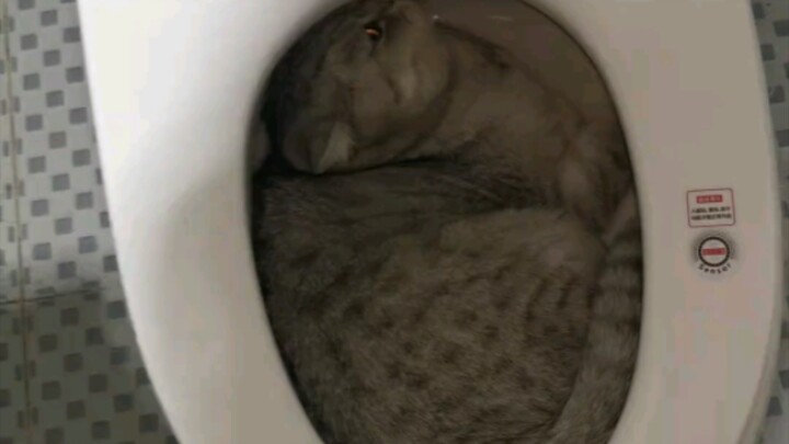 The newly bought toilet is being occupied!