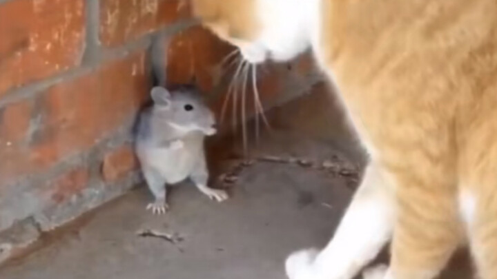 Mouse: I was terrified at that moment—this world is just too crazy!