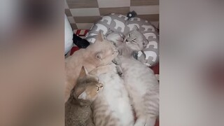 ngủ mà đu nhau vậy nè😘cutecat catlover meocute meowmeow animalsdoingthings meongu meodangyeu meongu meomeo shasi