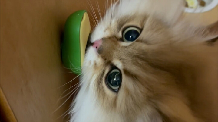 อวี่จื่อกับของเล่นของเขา🪀