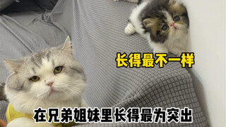 有的猫生来就注定是主角