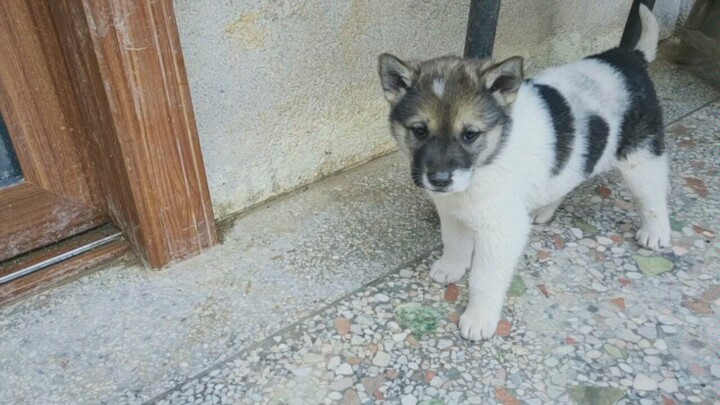 ลูกสุนัขโตแล้ว!