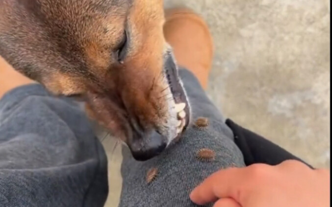 Chó: Cảm ơn nhé!