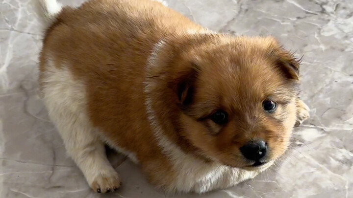 So scary!! How can there be such a vicious dog?