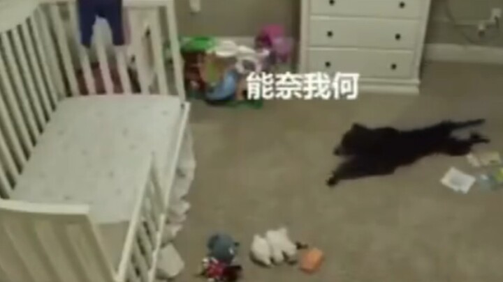 The dog wasn't allowed in the nursery, but it secretly slipped in one day and was caught on camera e