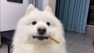 [Animals]Antifeedant training of a Samoyed
