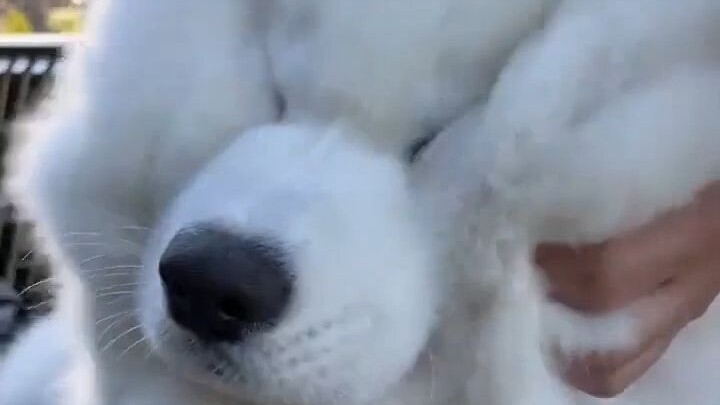 Who wouldn’t love a big fluffy cotton ball?
